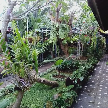 Hotel Buratwangi Tropis House